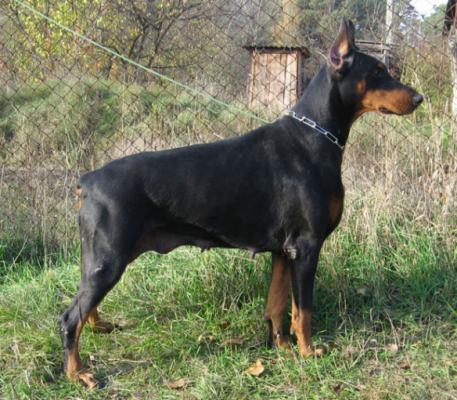 Lulu Glenaik | Black Doberman Pinscher