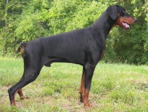 V-Pizzino Provok v. Bolcanstern | Black Doberman Pinscher