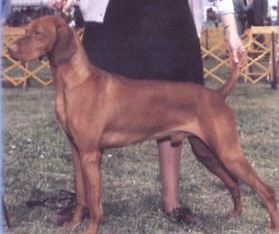 Boelte's Brant Of Penlee | Hungarian Vizsla 