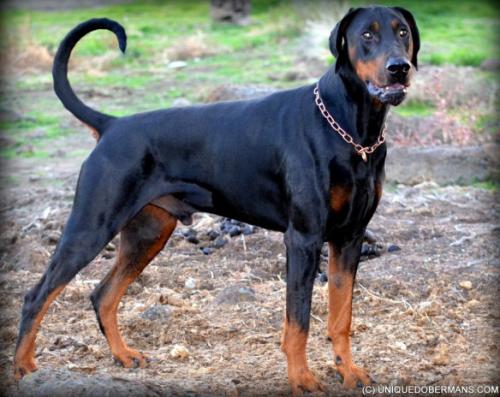 Enzo v.d. Töpferstadt | Black Doberman Pinscher