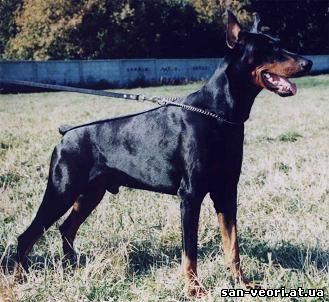 Reymond (UKU ?) | Black Doberman Pinscher