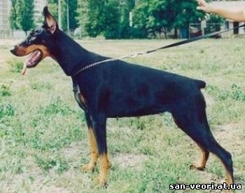 Vinyon-Vilar San-Veori | Black Doberman Pinscher
