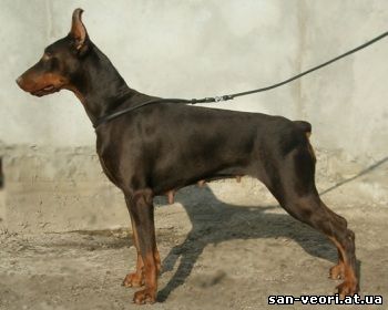 Zvezda-Zena San-Veori | Brown Doberman Pinscher