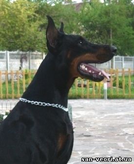 Larson-Livio San-Veori | Black Doberman Pinscher