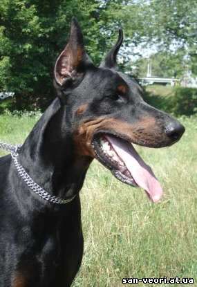 Lemoris-Laert San-Veori | Black Doberman Pinscher