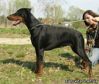 Magik-Mey San-Veori | Black Doberman Pinscher