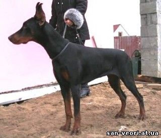 Miranda-Medis San-Veori | Black Doberman Pinscher