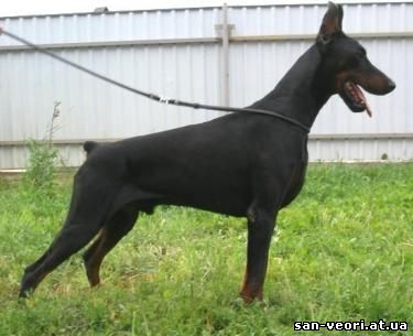 Nesh-Nikson San-Veori | Black Doberman Pinscher