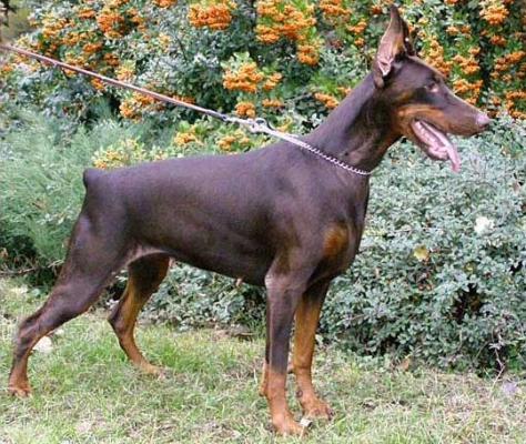 Palmira-Prada San-Veori | Brown Doberman Pinscher