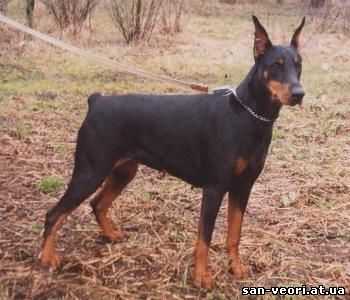 Lika Glenaik | Black Doberman Pinscher