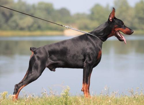 Korry-Korado Boss Boston | Black Doberman Pinscher