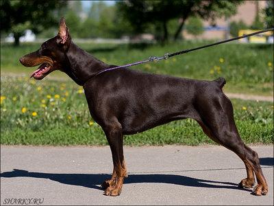 Martella v. Haus Erfullungen Vunschen | Brown Doberman Pinscher