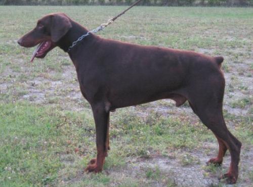 Don Juan del Coinor | Brown Doberman Pinscher