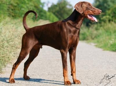 Achninn Aam Ebony Queen | Brown Doberman Pinscher