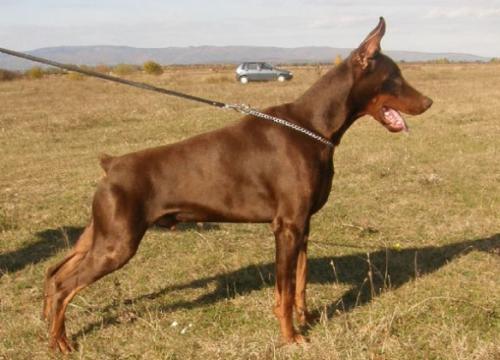 Villiam Valford del Nasi | Brown Doberman Pinscher