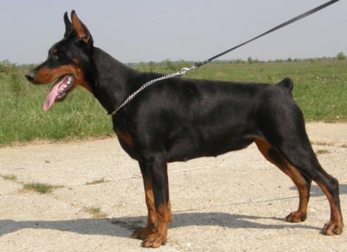 Via Vendi del Nasi | Black Doberman Pinscher