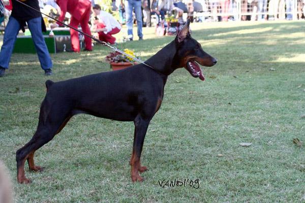 Vera di Casa Giardino | Black Doberman Pinscher