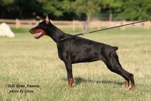 Tahi-Reme Ameeriah | Black Doberman Pinscher