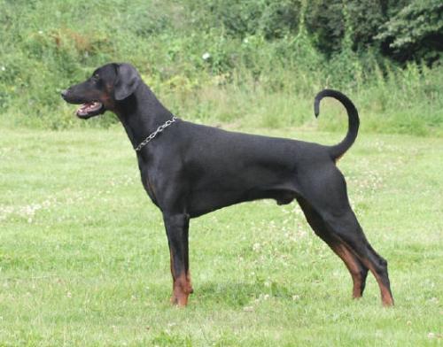 Cantos v.d. Deichstadt | Black Doberman Pinscher