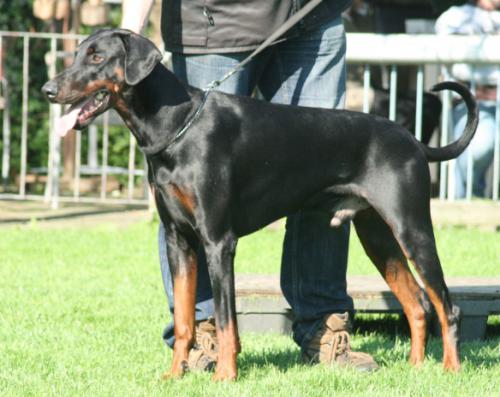 Camiel v.d. Deichstadt | Black Doberman Pinscher