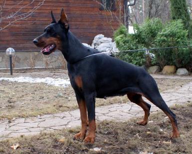 Pride of Russia One More | Black Doberman Pinscher