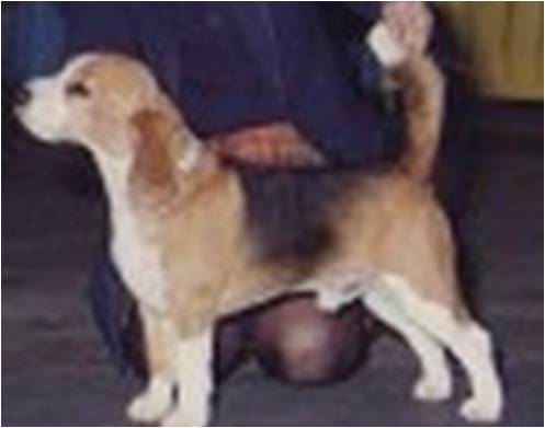 Starbuck Torbay Showman | Beagle 