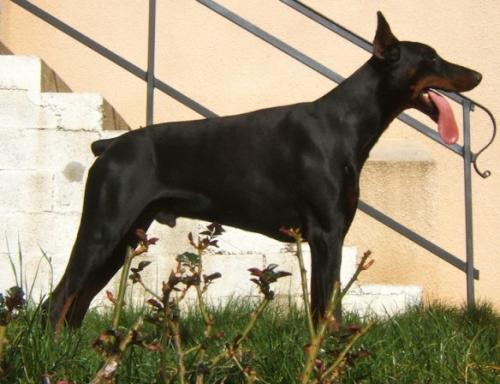 Vito Ridge de la cour de l'eau vive | Black Doberman Pinscher