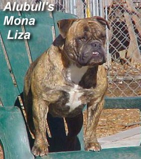 Alubull's Mona Liza | Olde English Bulldogge 