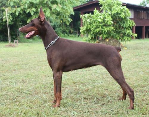 Hillary Elite House | Brown Doberman Pinscher