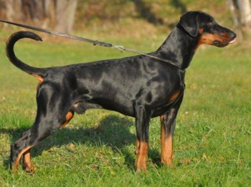 Dobfancier's Wizky | Black Doberman Pinscher