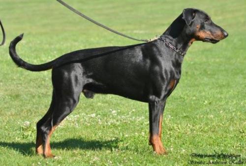 Dobfancier's Xzico | Black Doberman Pinscher