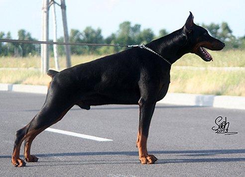 Kenshiro v. Excalibur | Black Doberman Pinscher