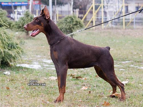 Lara di Altobello | Brown Doberman Pinscher