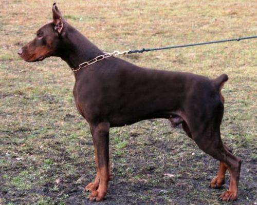 Lunascura's Hydrotoxin Hess | Brown Doberman Pinscher