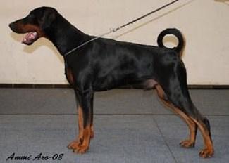 Jean Dark Incanto | Black Doberman Pinscher