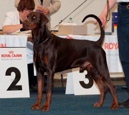 Jean Dark Jackpot | Brown Doberman Pinscher