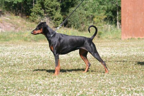 Briska's Dixi | Black Doberman Pinscher