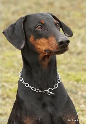 Briska's Doris | Black Doberman Pinscher