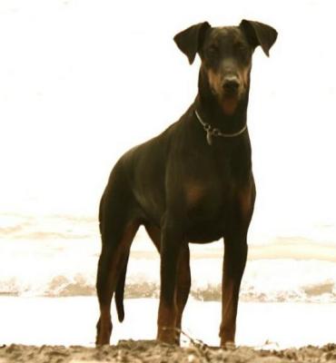 Briska's Dina | Black Doberman Pinscher