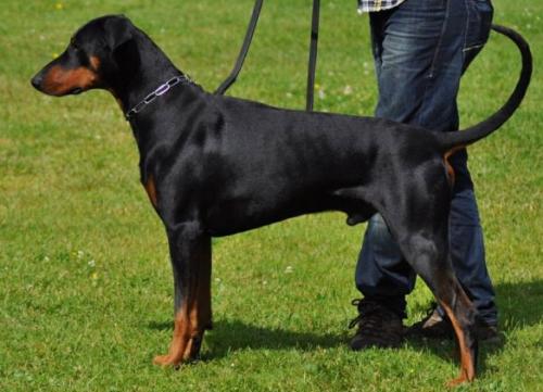 Briska's Deniro | Black Doberman Pinscher