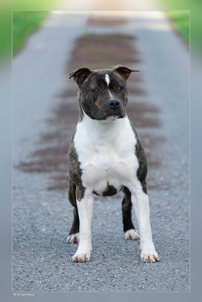 SWEET LADY de la Maison d'Este | American Staffordshire Terrier 