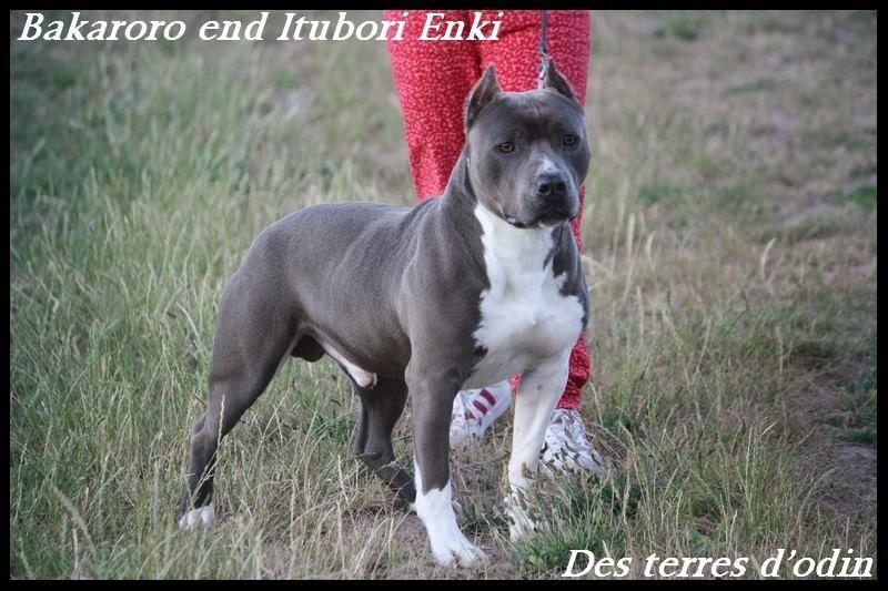 Bakaroro end itubori Enki | American Staffordshire Terrier 
