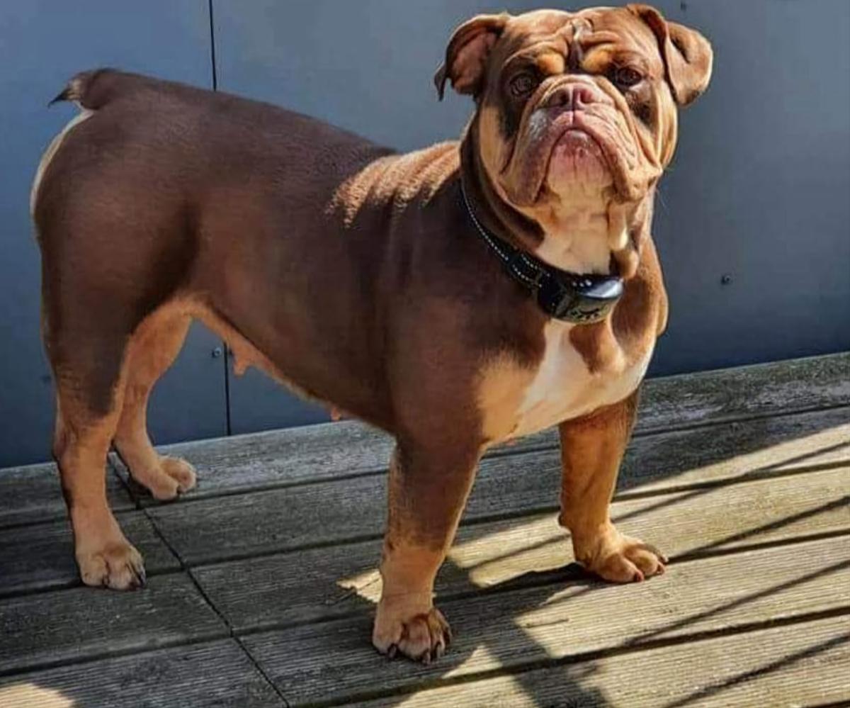 Mother of Dragon Bulldogs Storm @ Guardians | Olde English Bulldogge 