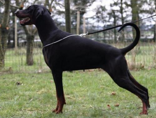 Diragos Public Enemy | Black Doberman Pinscher