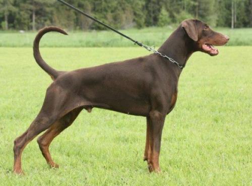 Diragos Presley | Brown Doberman Pinscher