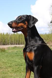 Jotunheim's Pandora | Black Doberman Pinscher