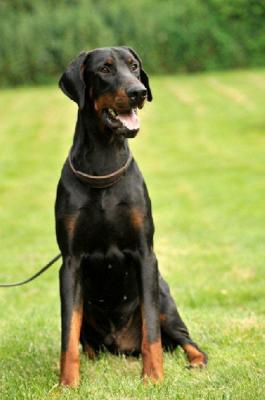 Envendeur de Lacluse et Mijoux | Black Doberman Pinscher