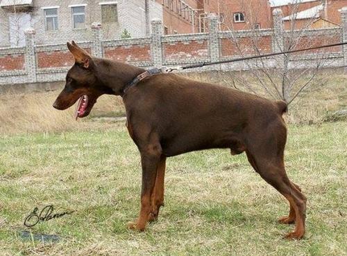 Jasper-in-Gold de Grande Vinko | Brown Doberman Pinscher