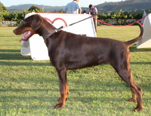 E Fedia de Lacluse et Mijoux | Brown Doberman Pinscher