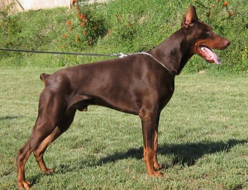 Mars di Altobello | Brown Doberman Pinscher